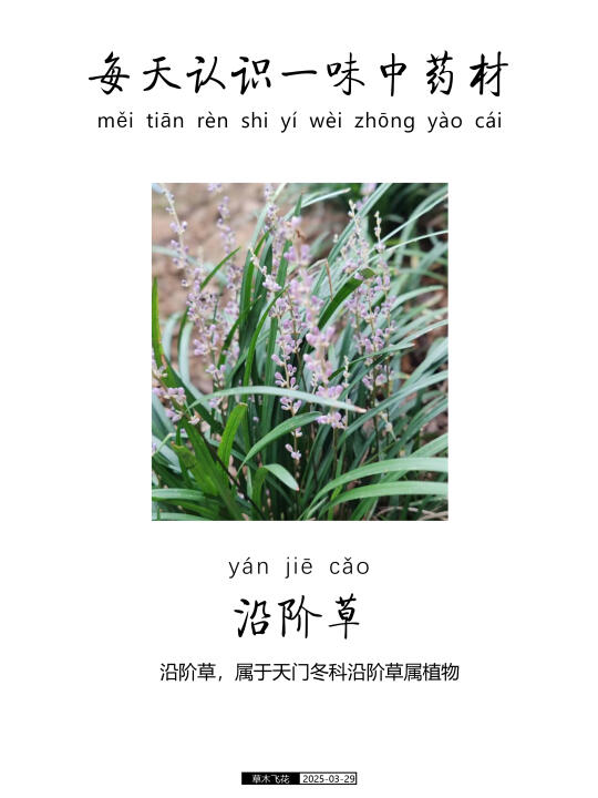 每天认识一味中草药-沿阶草🍀