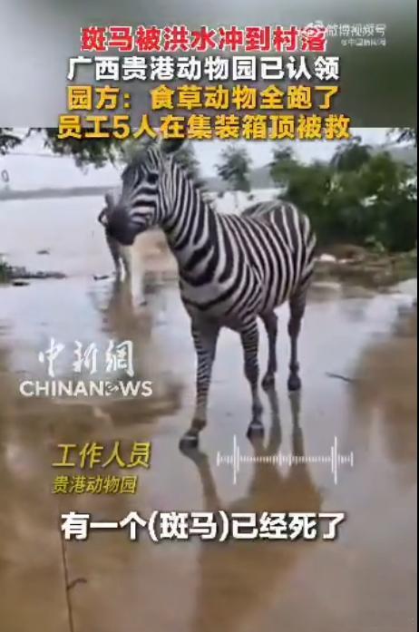 斑马，斑马... 