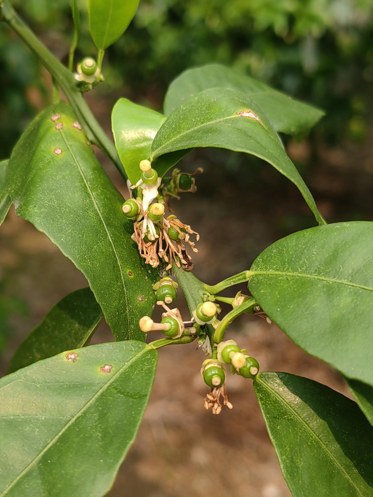 柑橘开花期是否要施水肥? 柑橘开花期施不施水肥，树的长势真的很关键。要是树势旺、