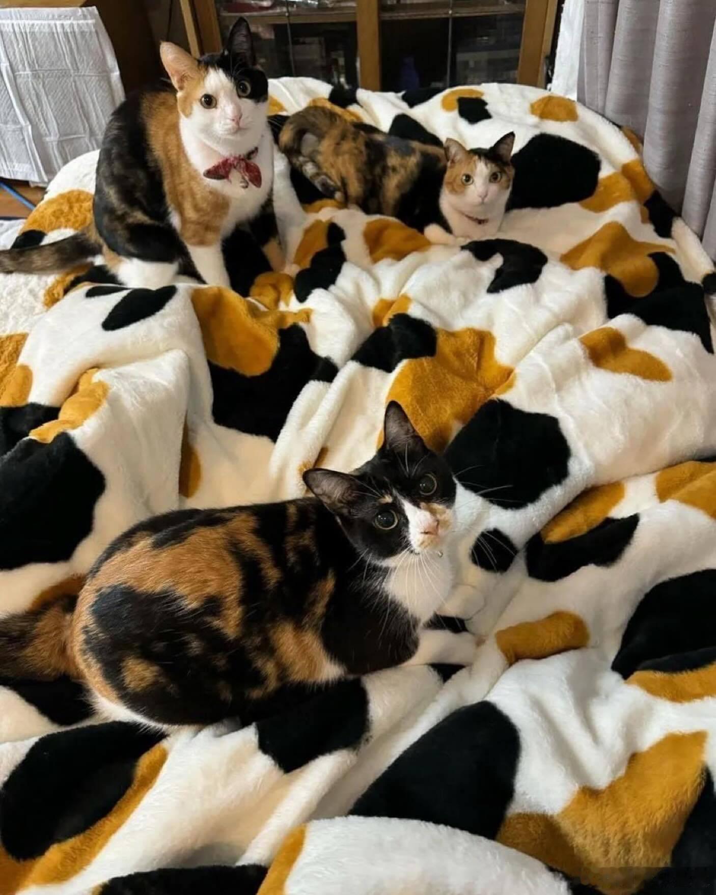 三花猫毯cr：ShouldHaveCat 