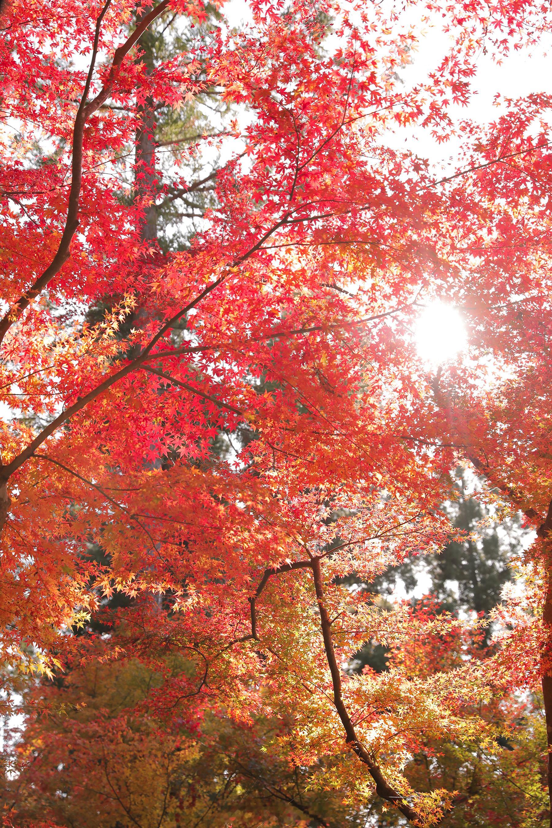 📍日本旅拍分享在京都！红叶季🍁拍属于你的秋天🔥2025年日本旅拍城市：东京