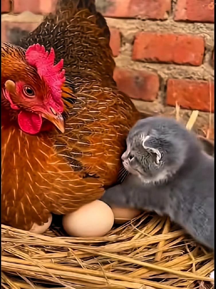 谁能拒绝这么治愈的一幕啊，看完心都要化了～
 
一只母鸡张开翅膀护着一群小鸡取暖