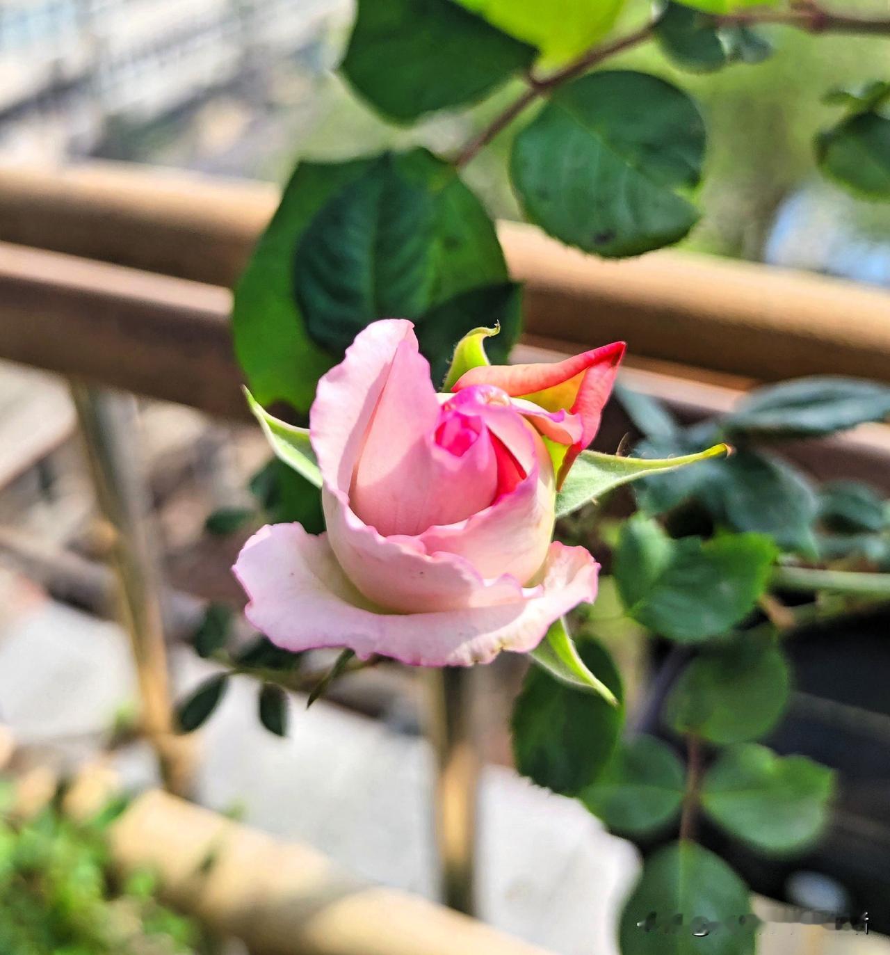 不知等了多久
我的月季，蓝色阴雨
这样子算是开了吗[笑哭]
羞涩的打着朵
在风里