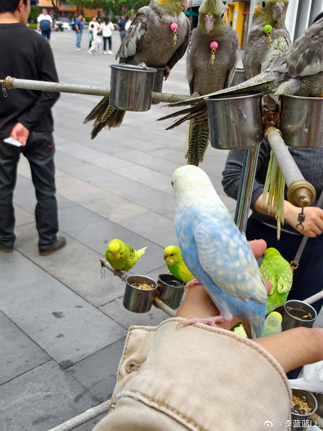 好想养一只啊，但家里条件不允许...