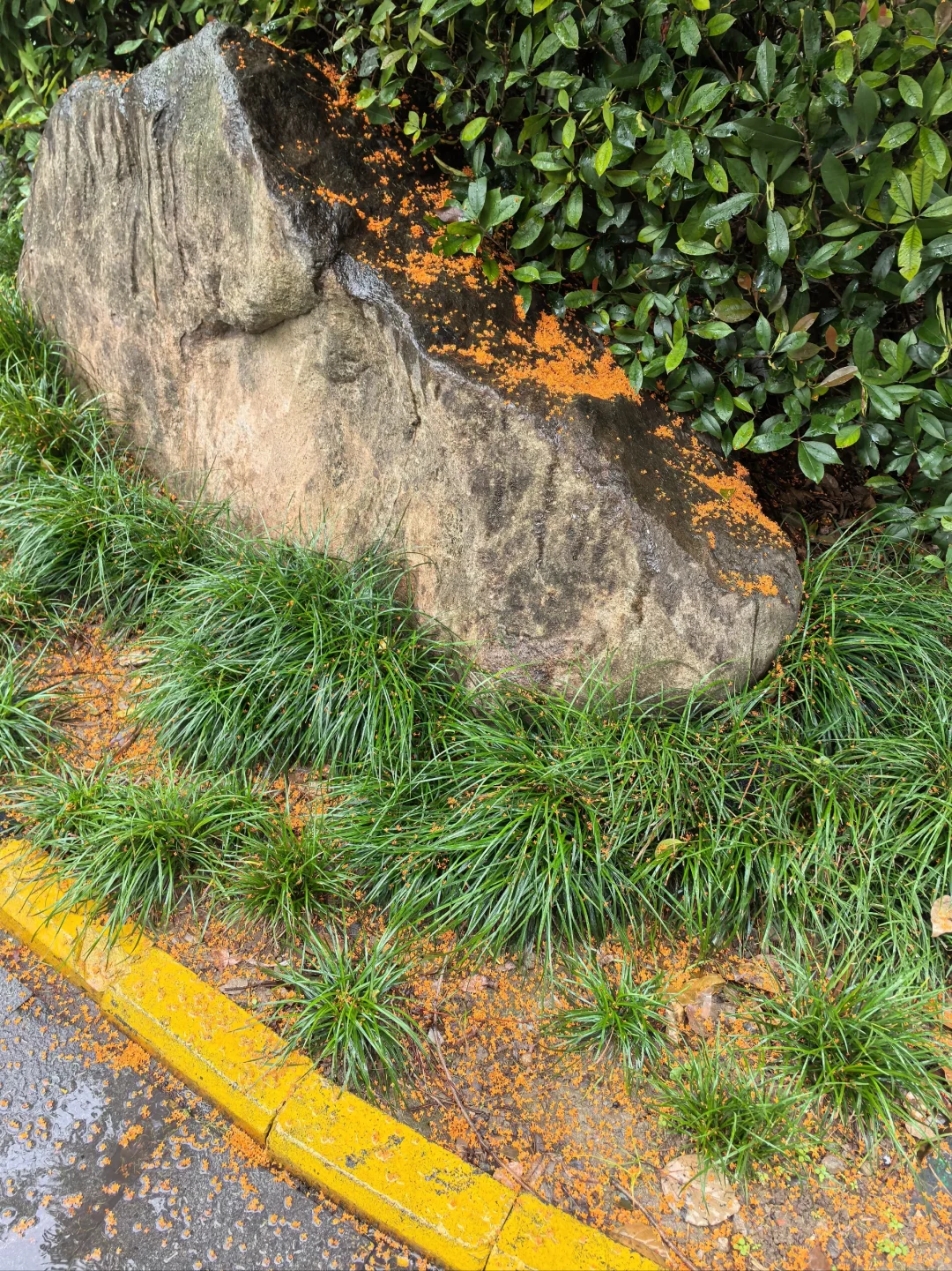 评论区看看你们那的桂花