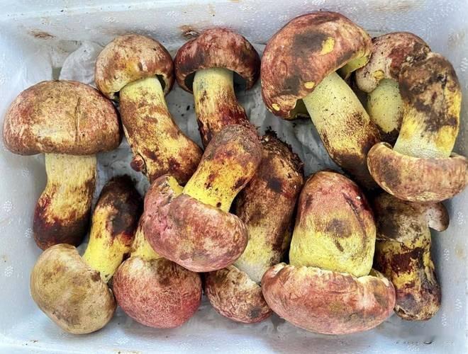 太惊险！男子误食隔夜见手青中毒，神志失常攀爬27楼外墙
 
近日一起野生菌中毒事