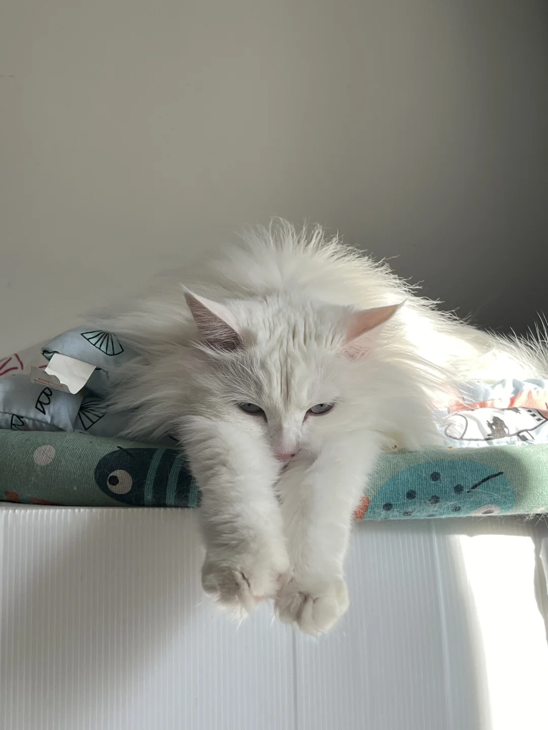 谁家猫这样睡觉啊？