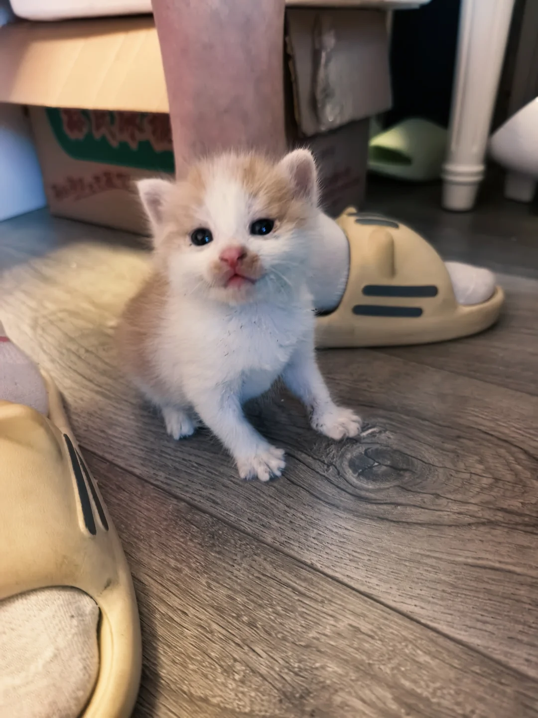 盐城小奶猫找领养人