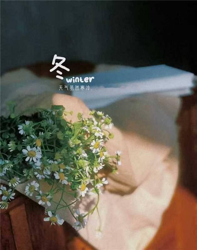 冬日暖阳下，一束花静静绽放，带来春的气息。