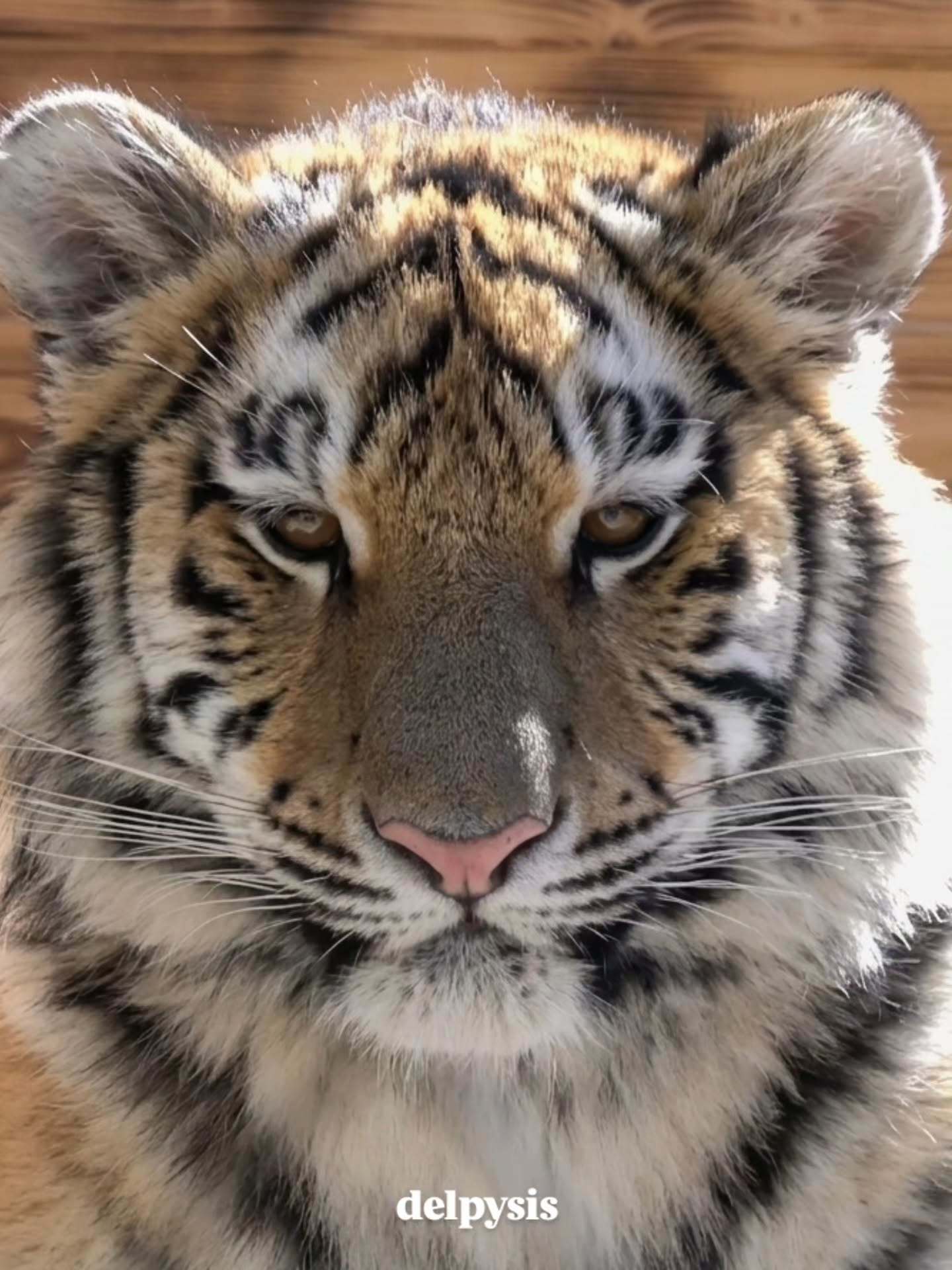 老虎 憨虎大头照❤【ins：delpysis】 