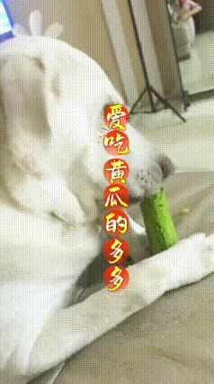 刚拍的！拿一根黄瓜递给我家拉布拉多多多，小家伙吃得特别有滋有味。
它之前根本不吃