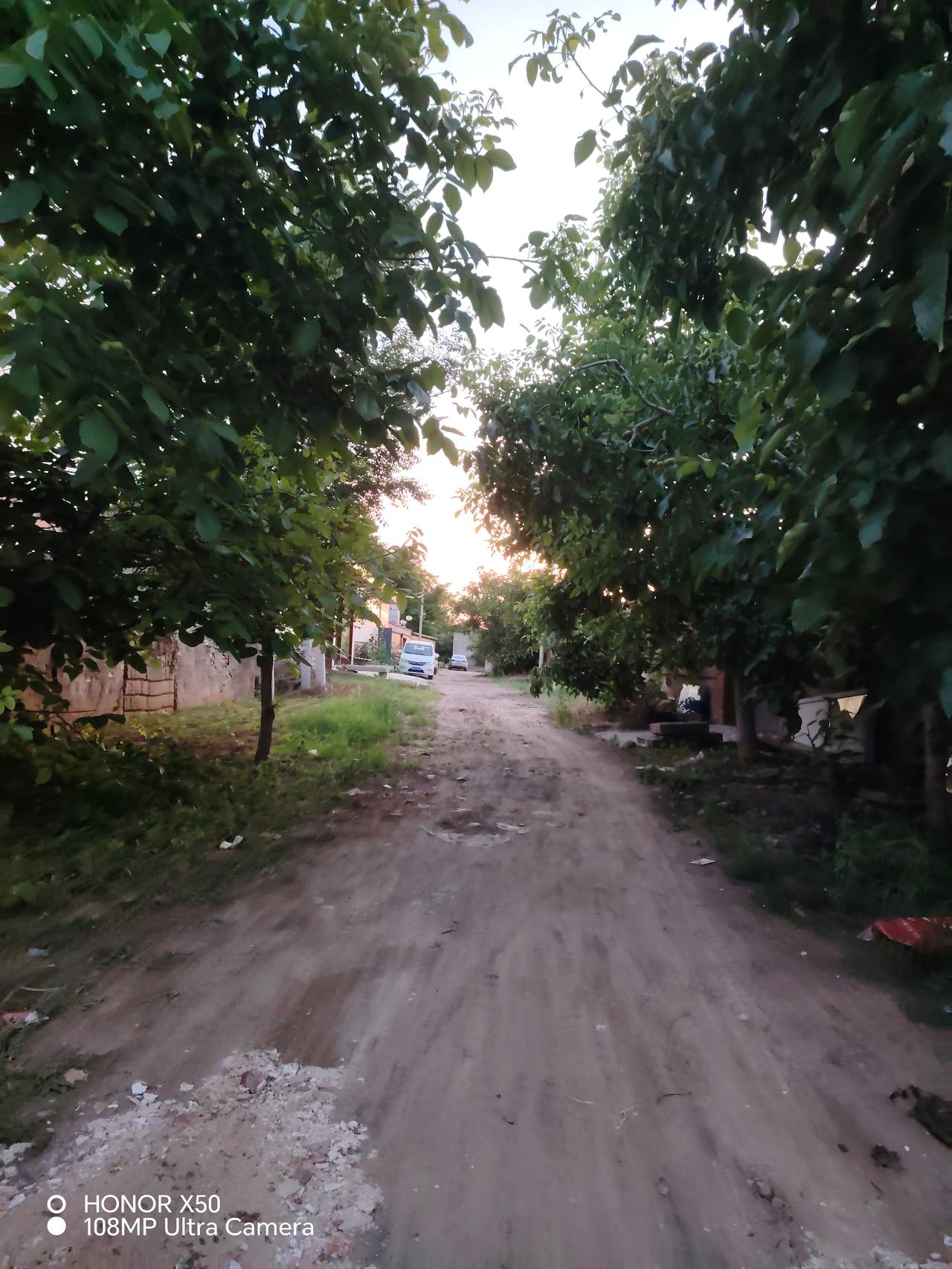 夏日生活打卡季夕阳西下，落日落在路边的树上，发出无限的光辉，美极了！