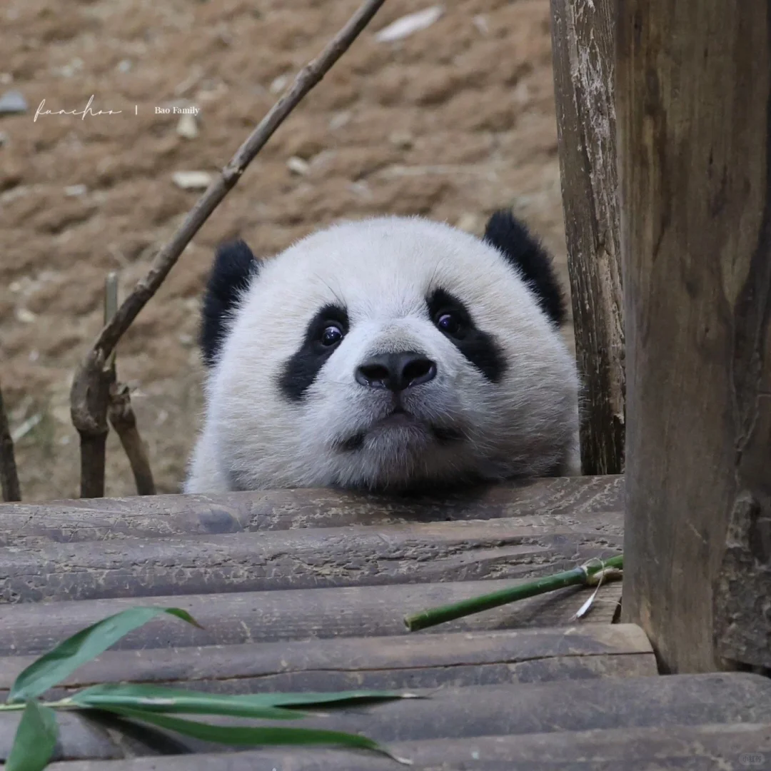 🐼：嗨！我是辉辉～你找我干嘛呢🤣