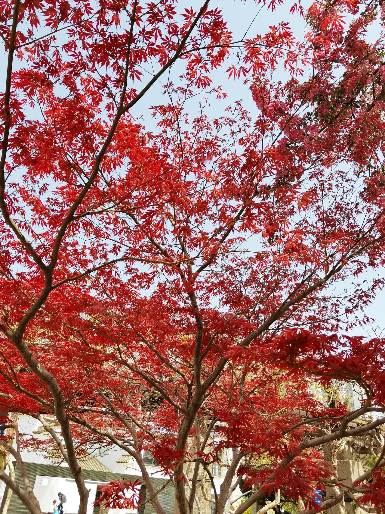 幸福的降临总是奇迹，因为它不常见，也难以持久。所以，问题就来了，人类总认为这就是