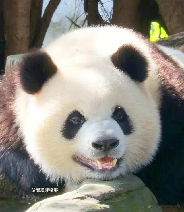 大熊猫和人类一样都非常喜欢听别人夸奖自己，听了心里特别舒服特别高兴！有人欣赏自己