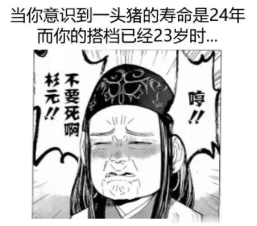 5253【】当你意识到一头猪的寿命是24年 