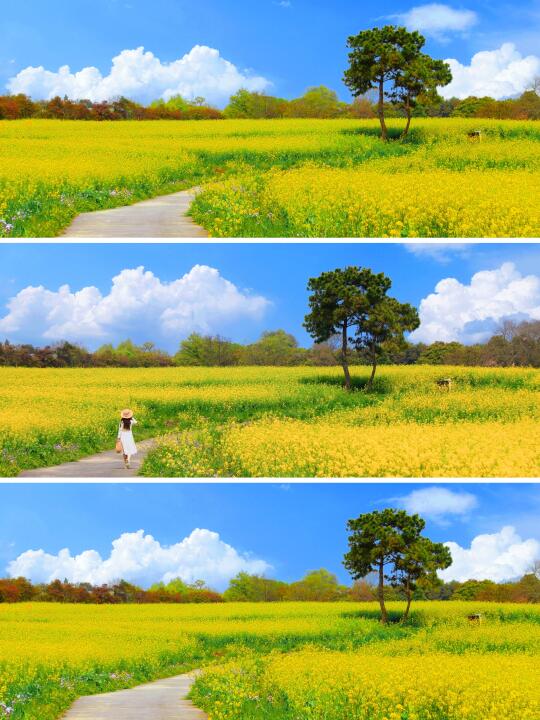 不是宫崎骏动漫，是南京浪漫的油菜花海