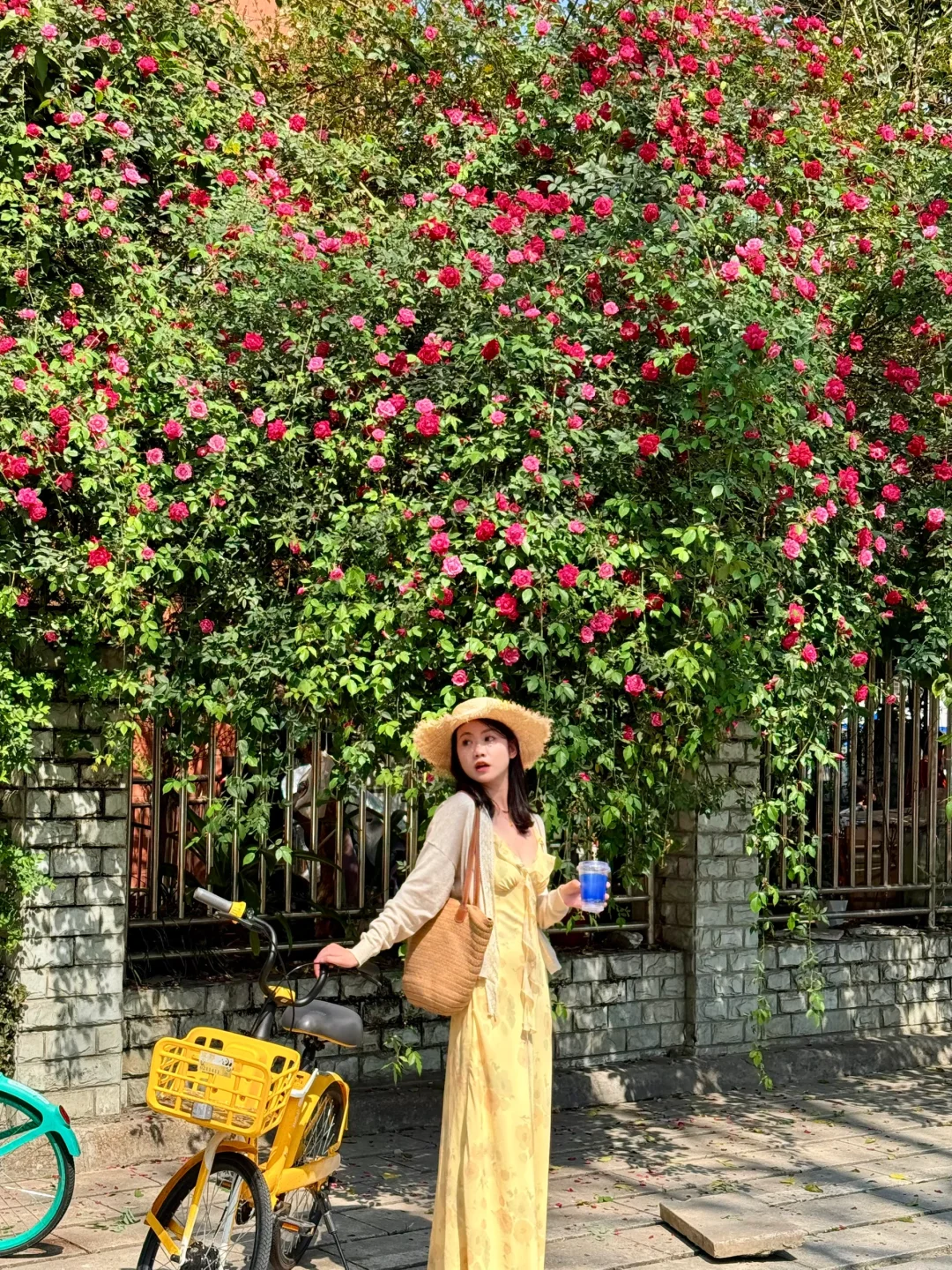 3.27！！成都！地铁直达！蔷薇花墙已爆花……