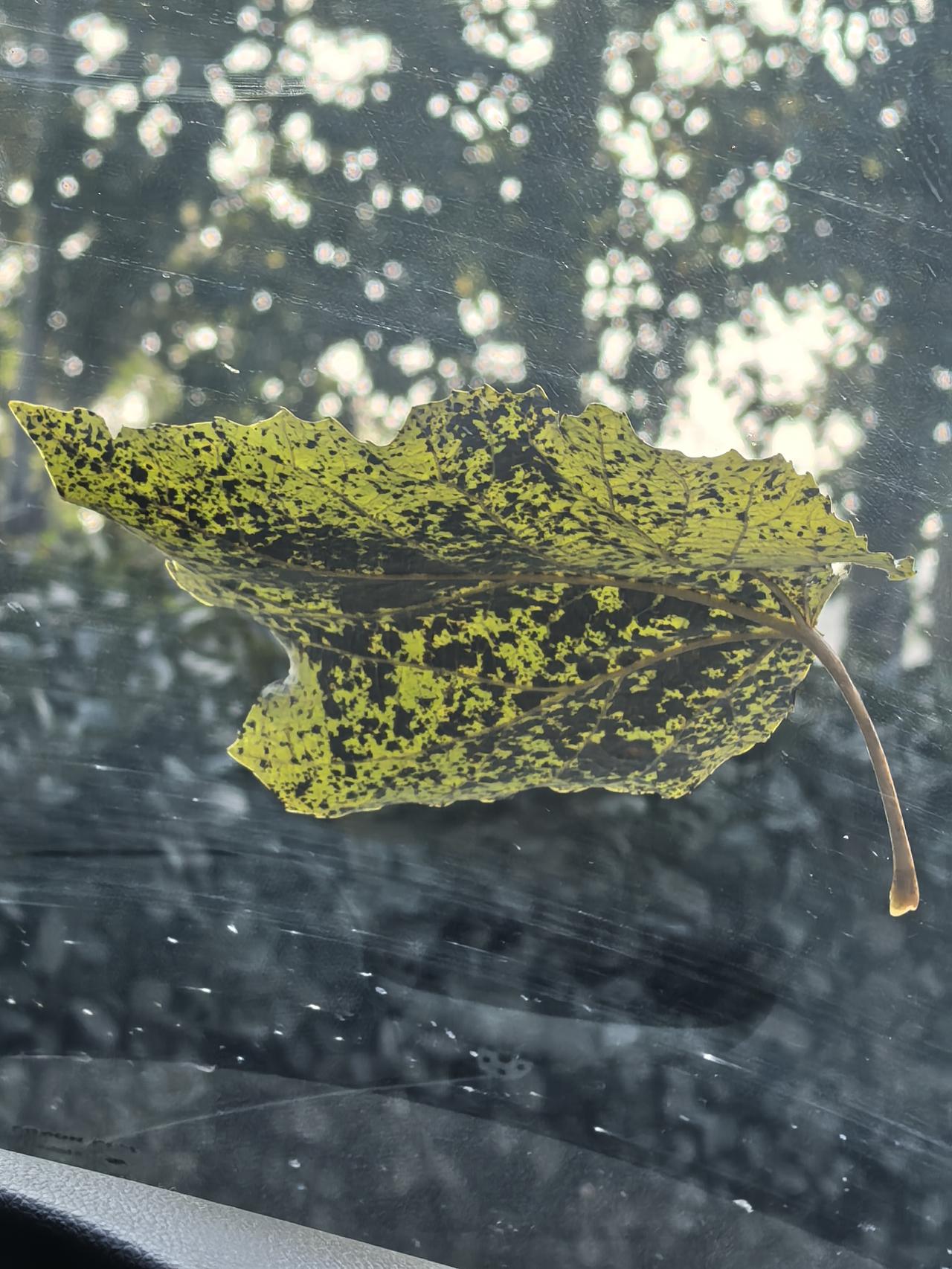 星期天我和爱人开车回了一趟老家，一是为了看看父母，二是回去“进点儿货”！
   