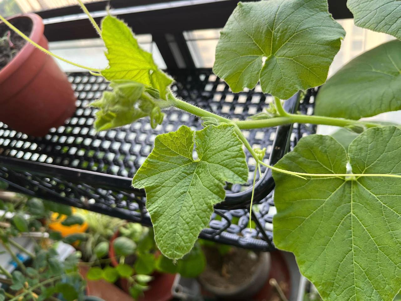 花盆里
南瓜的藤涨势凶猛
几乎要翻窗而出了
买了一个花架
好让它安心坐瓜
仅一个