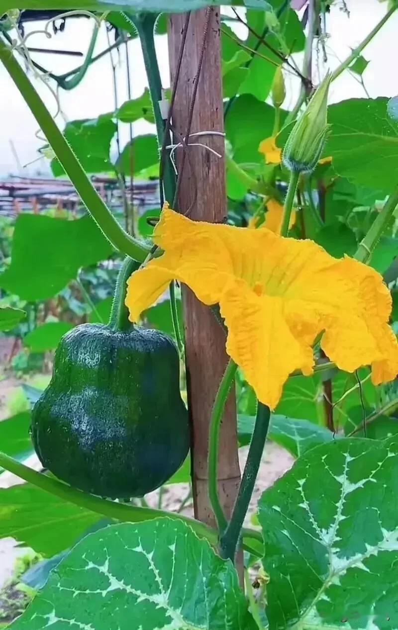 师友们，我拍到的是什么瓜？
