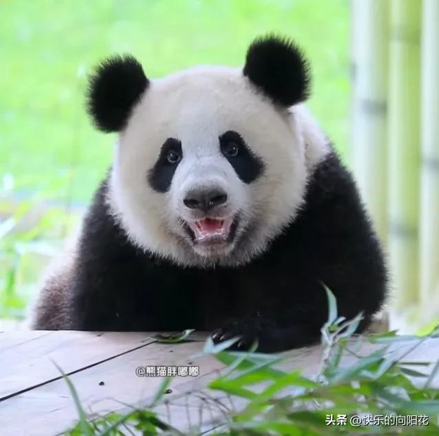 时间过得真快呀，活泼可爱的小月亮马上7月12日就满1岁了，到时候它的生日肯定有很