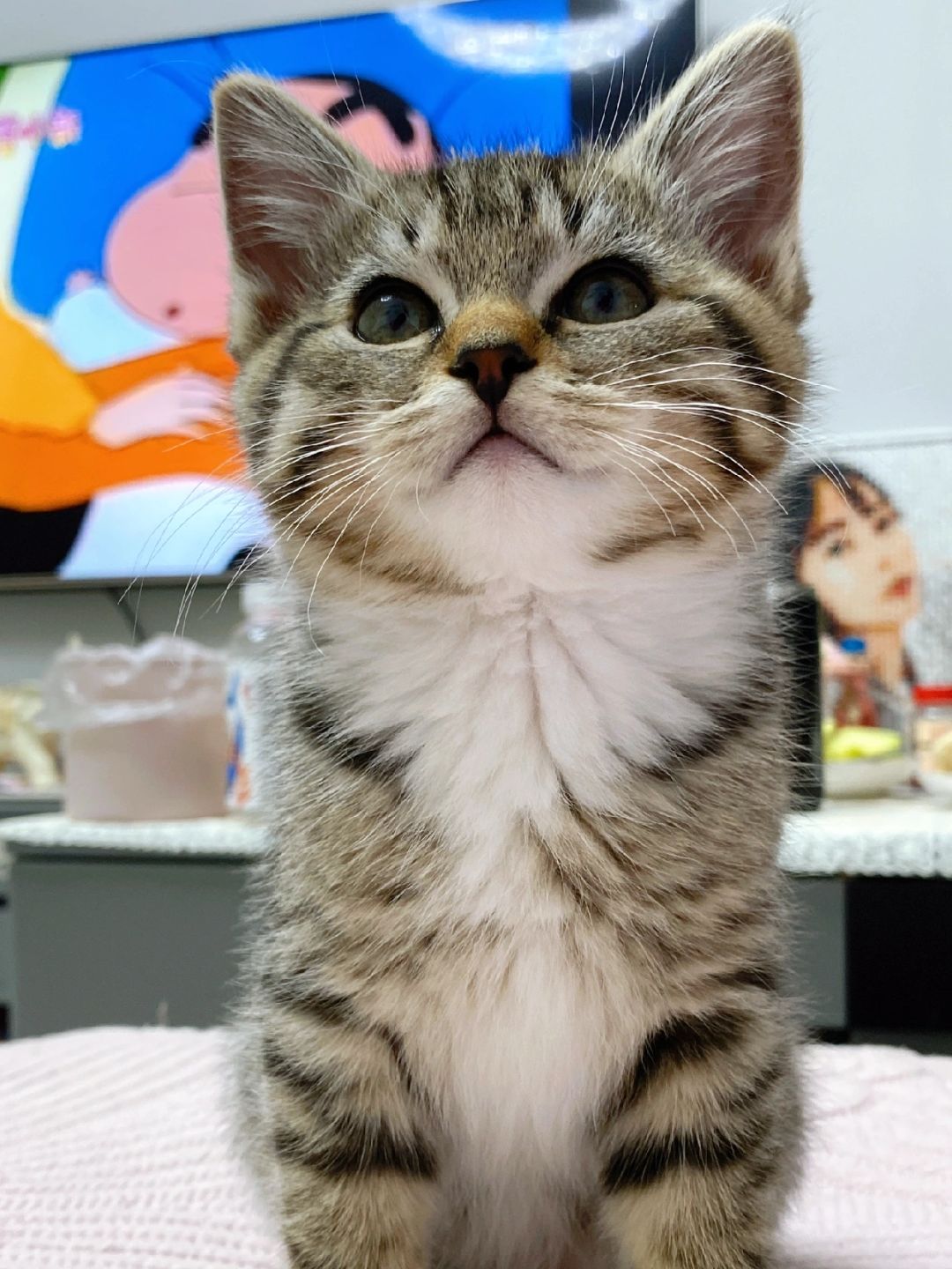 狸花猫的童年真短，一晃就长大了～