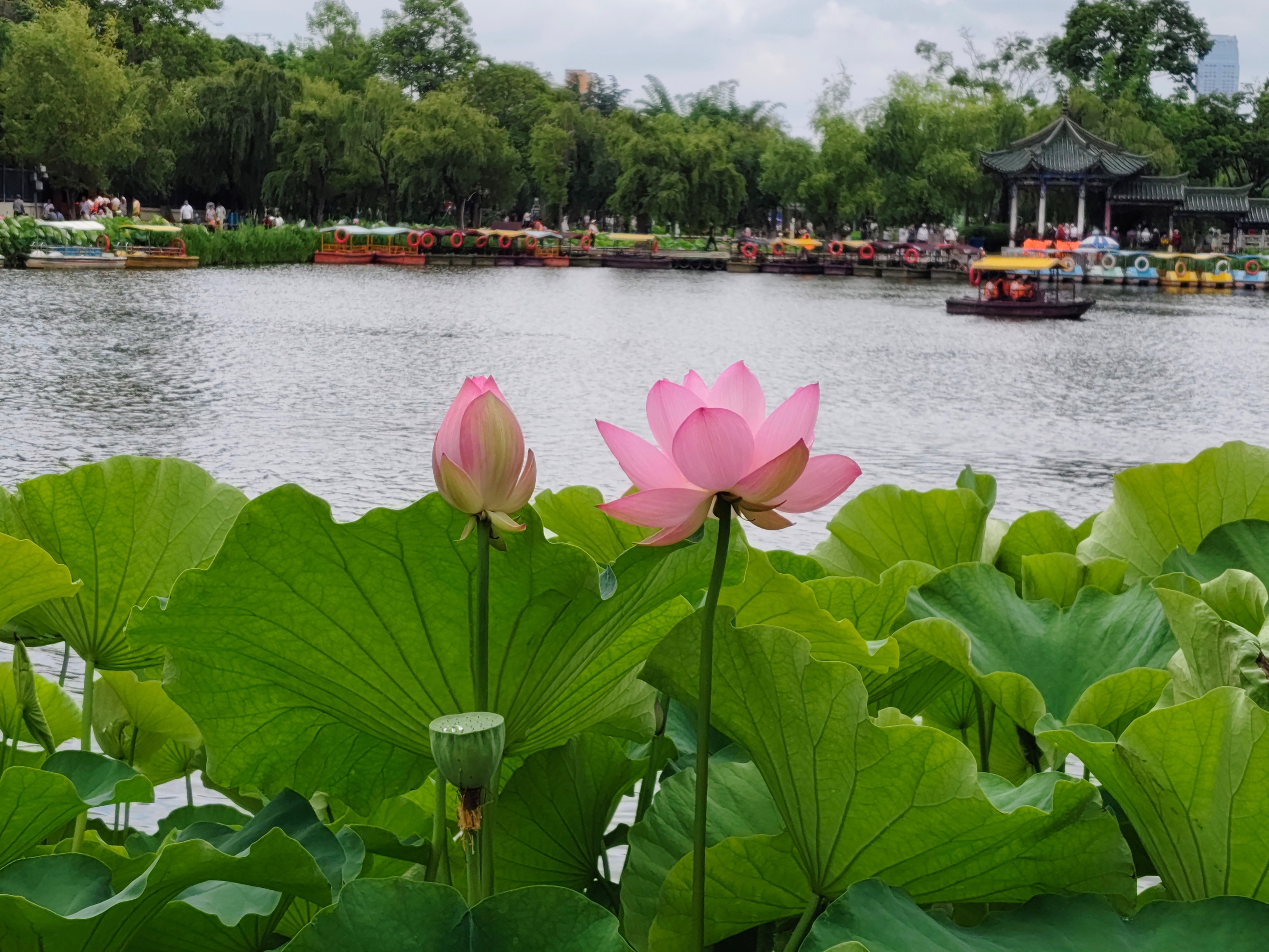 昆明 大观楼的荷花，人比花多 昆明·大观楼