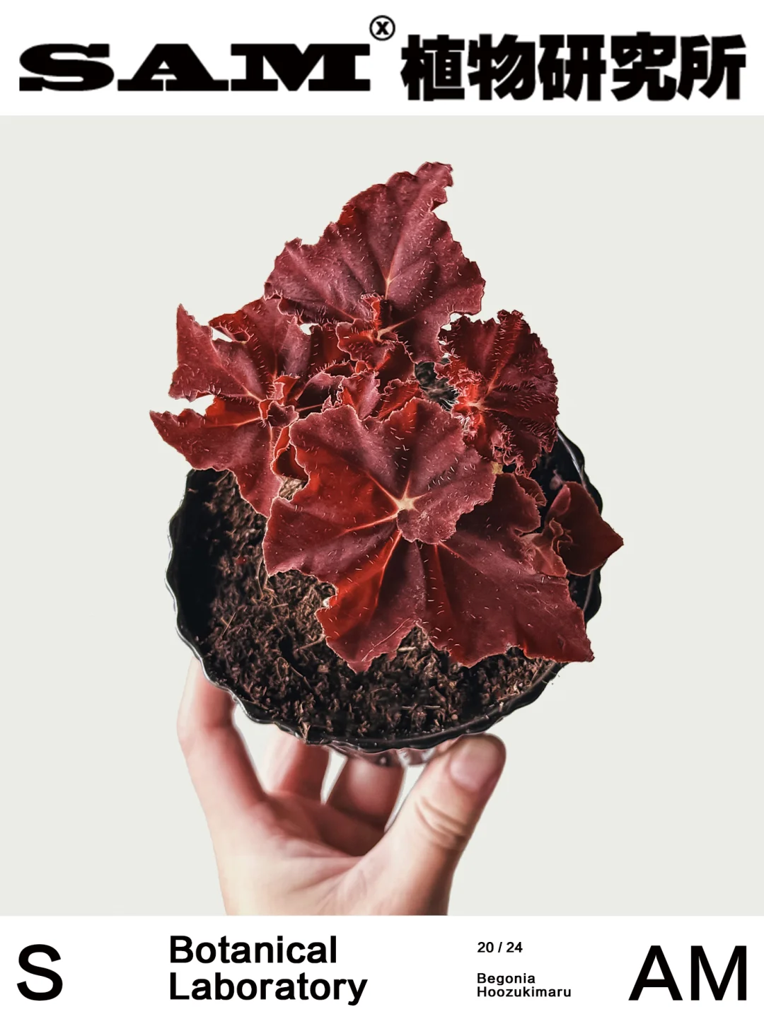 鬼灯丸｜Begonia Hoozukimaru