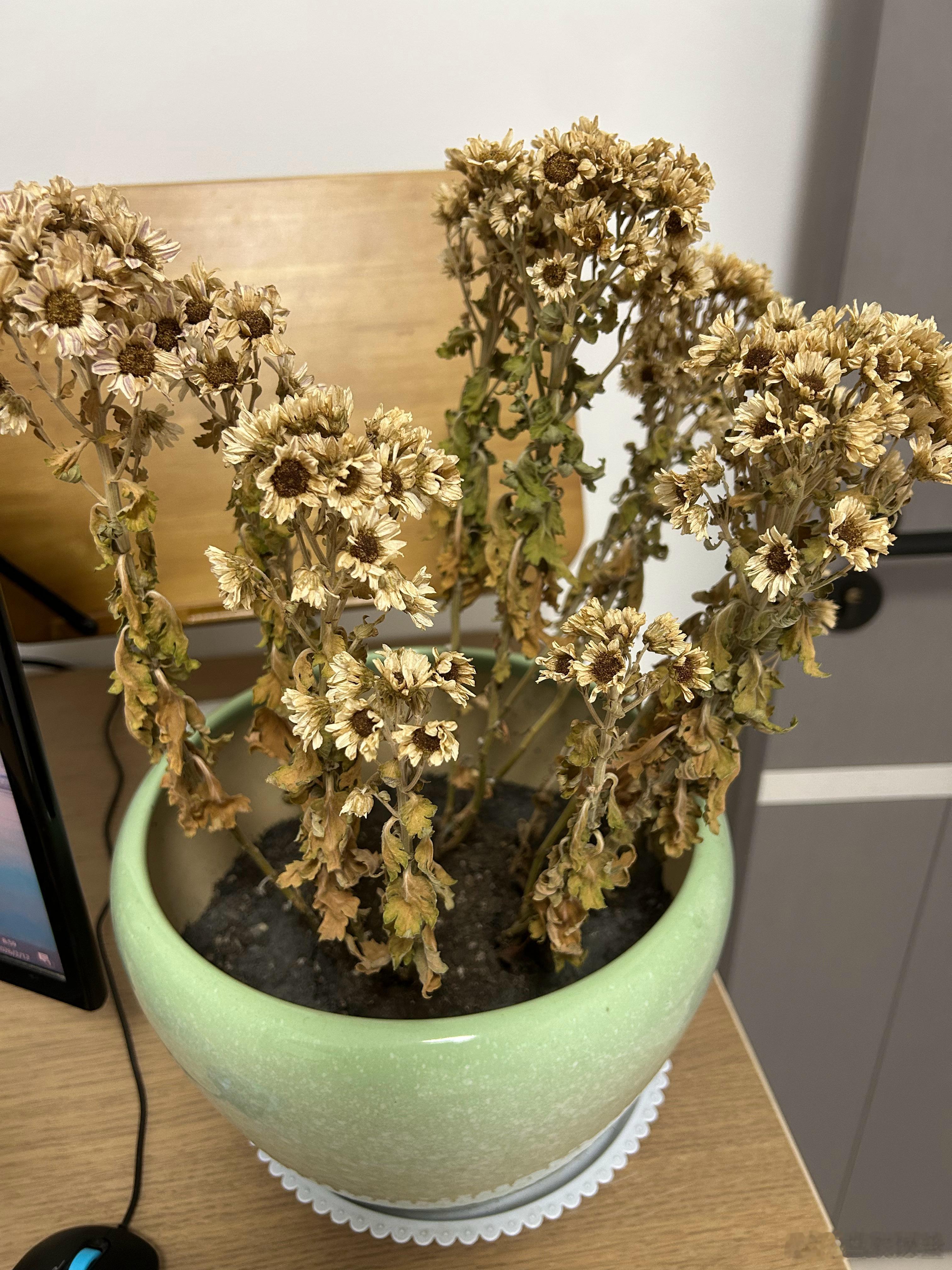 这是我种下的菊花，还在呢 