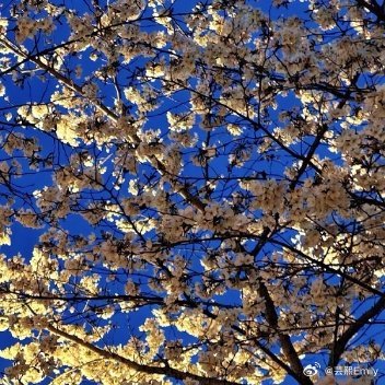 每日一善感恩是乐观。感谢困难，感谢挫折，是乐观。感谢对手，感谢敌人，是乐观。对于