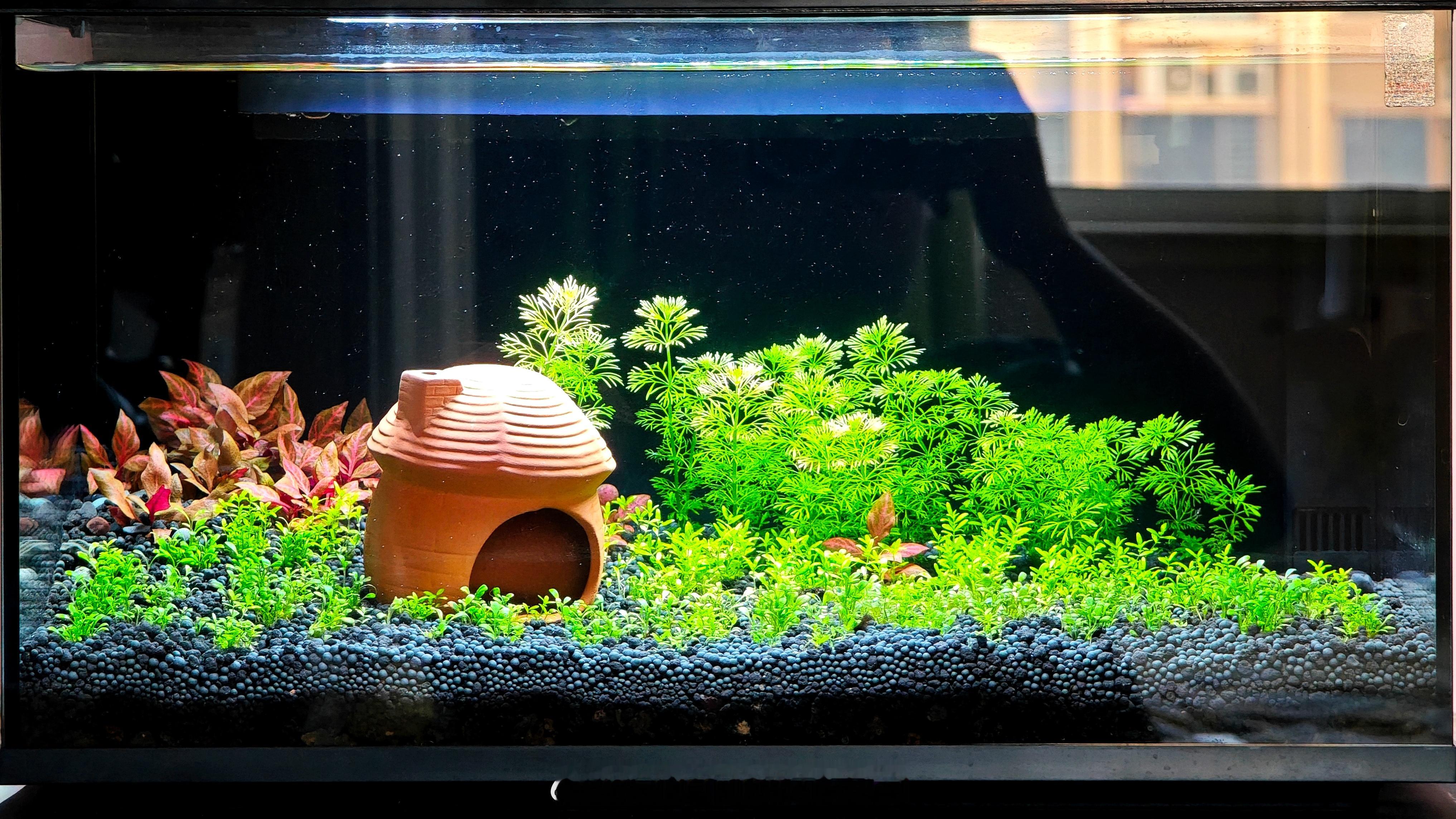 现在不信邪二号缸的水倒是挺清，就是没鱼。有鱼感觉打理麻烦，要不就不放鱼了？ 