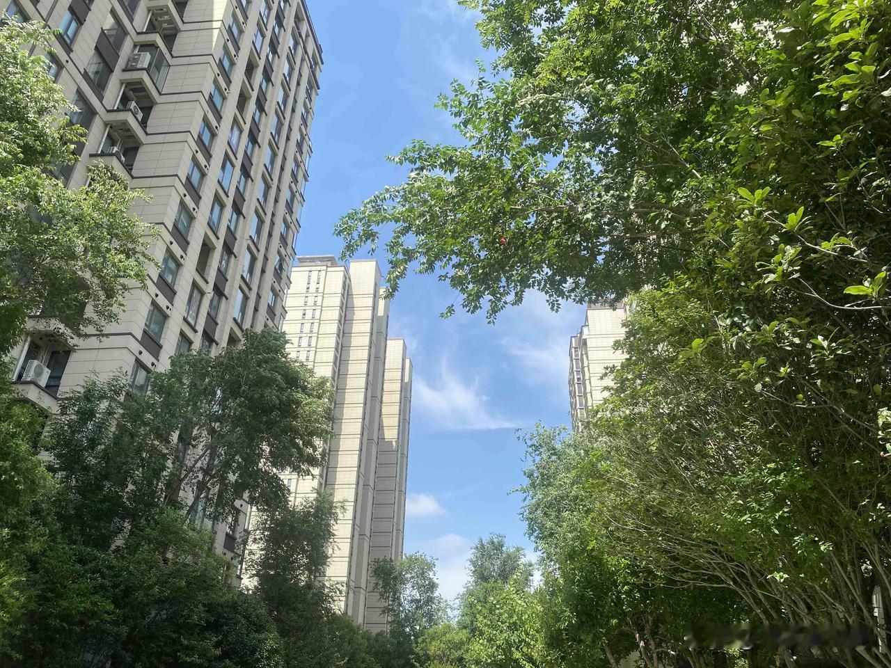 真心话茶局城市绿意盎然，高楼林立间，感受自然的呼吸。