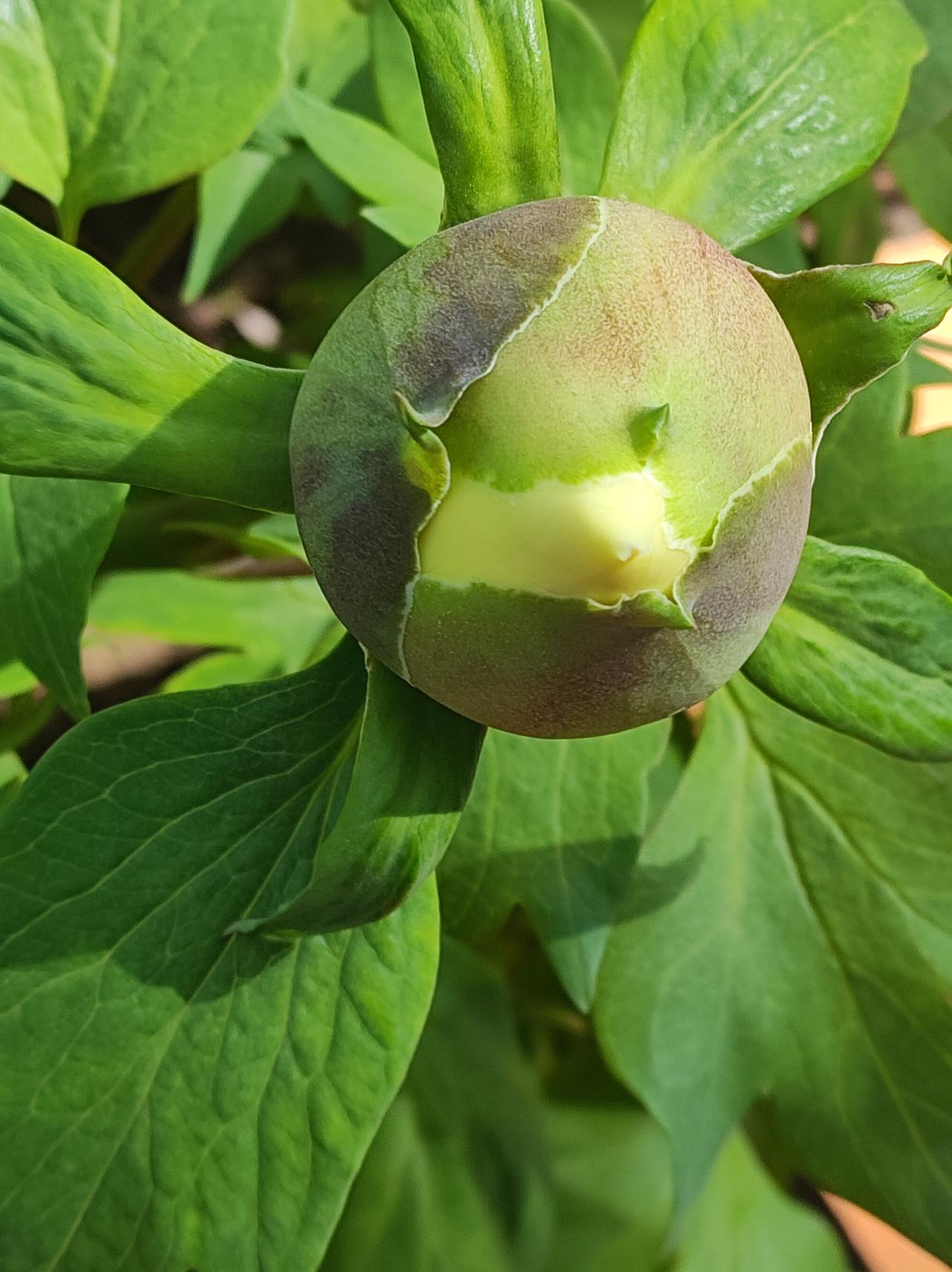 牡丹与芍药
拍了几年花草，无形中能分辨出很多花卉。牡丹是木本，枝条可以过冬，；芍