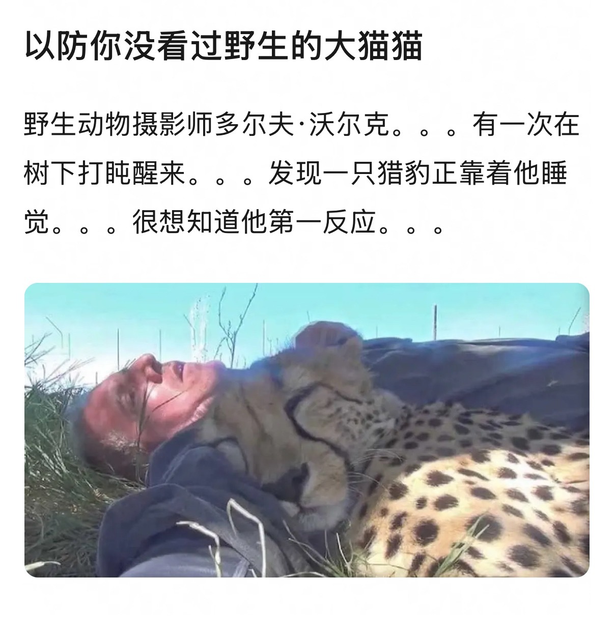 真·豹枕 