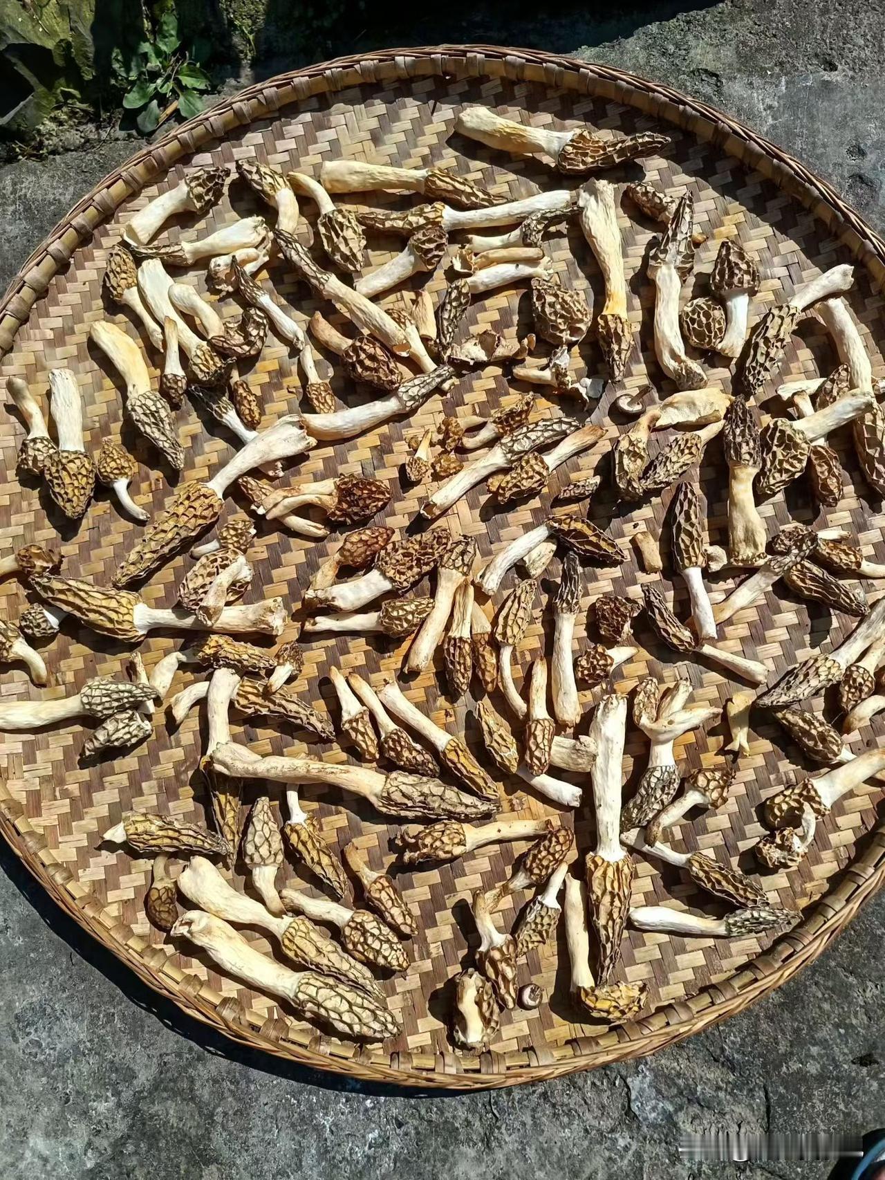 羊肚菌做法多样，每种都有独特风味。
清蒸很简单，把鲜羊肚菌洗净撕条，和姜片放盘里