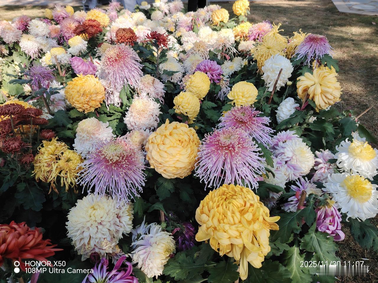 奋进江城共筑新篇赏菊花“奋进江城共筑新篇”