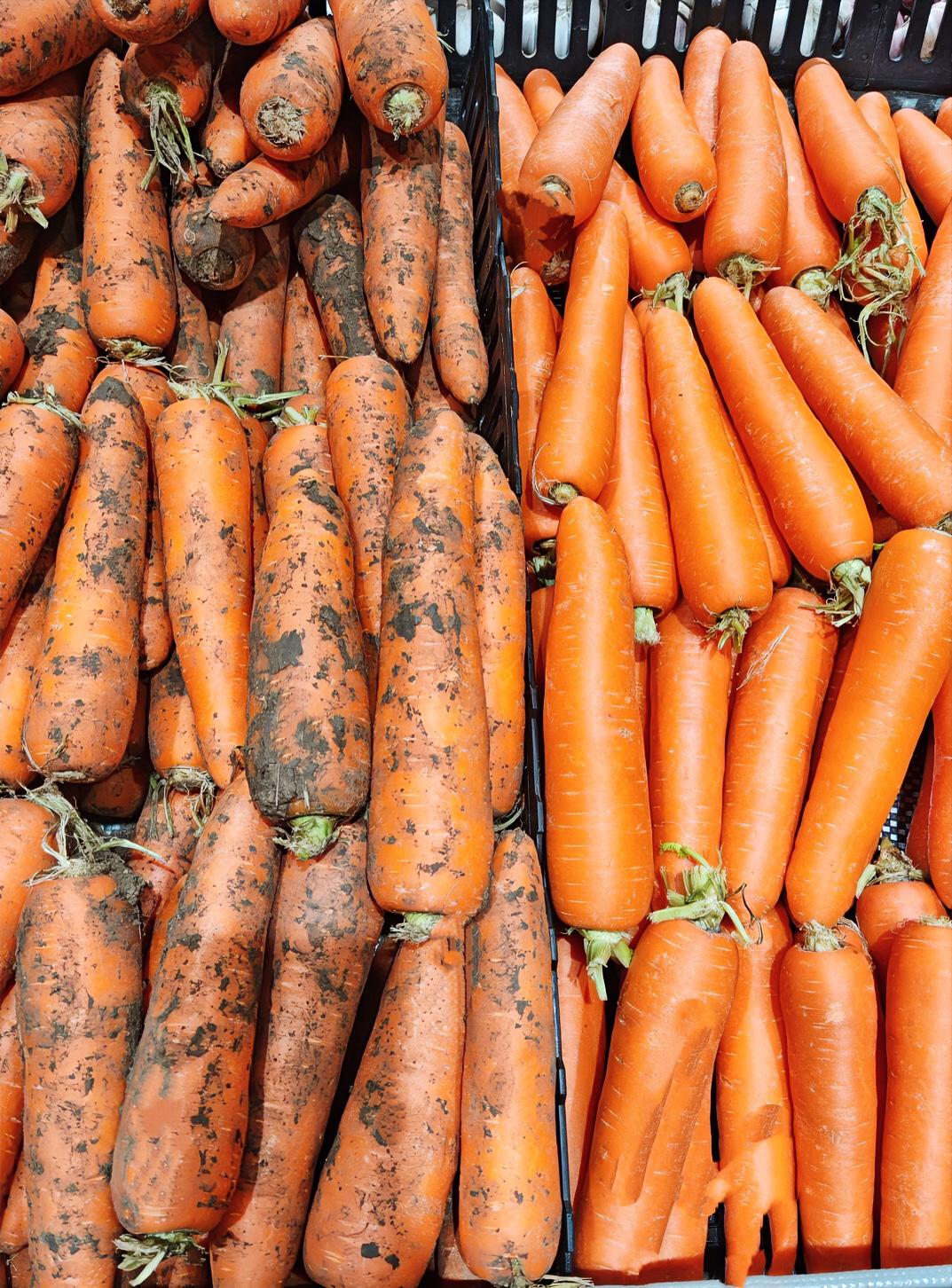 怎么看是人为带的泥，还是原生态的带泥红萝卜