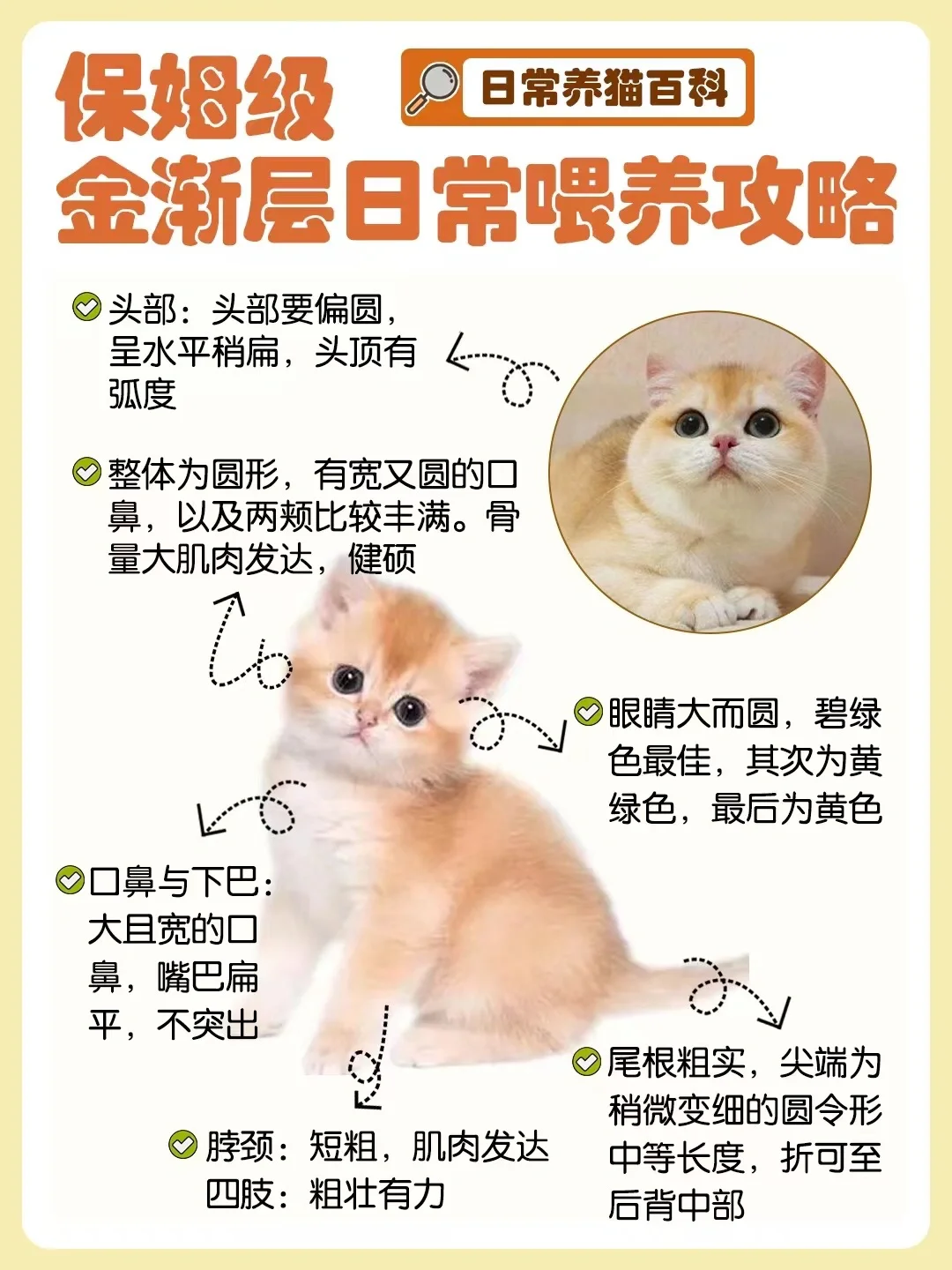 喂养攻略！养出人人夸的喵都是因为它！