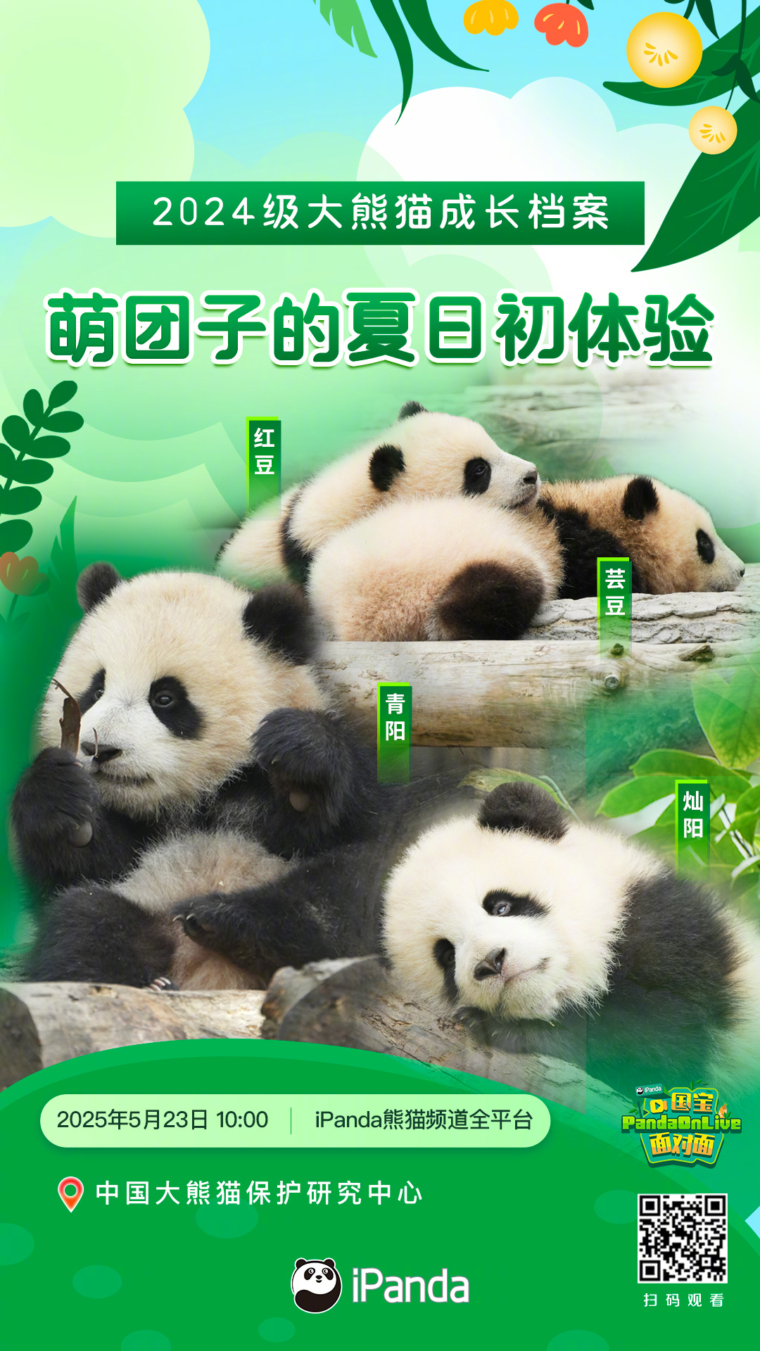 【播出预告：萌团子的夏日初体验｜2024级大熊猫成长档案[爱慕]】毛茸茸的202