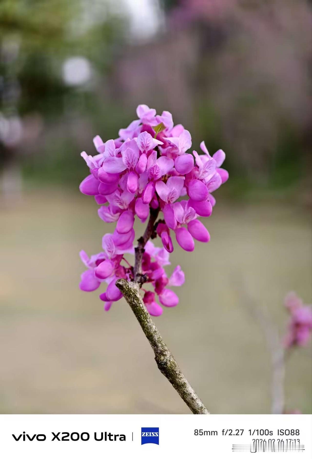超级大喜讯！意外大惊喜！2月26日，重庆主城区，紫荆花盛开啦！嗯，好想去西南大学