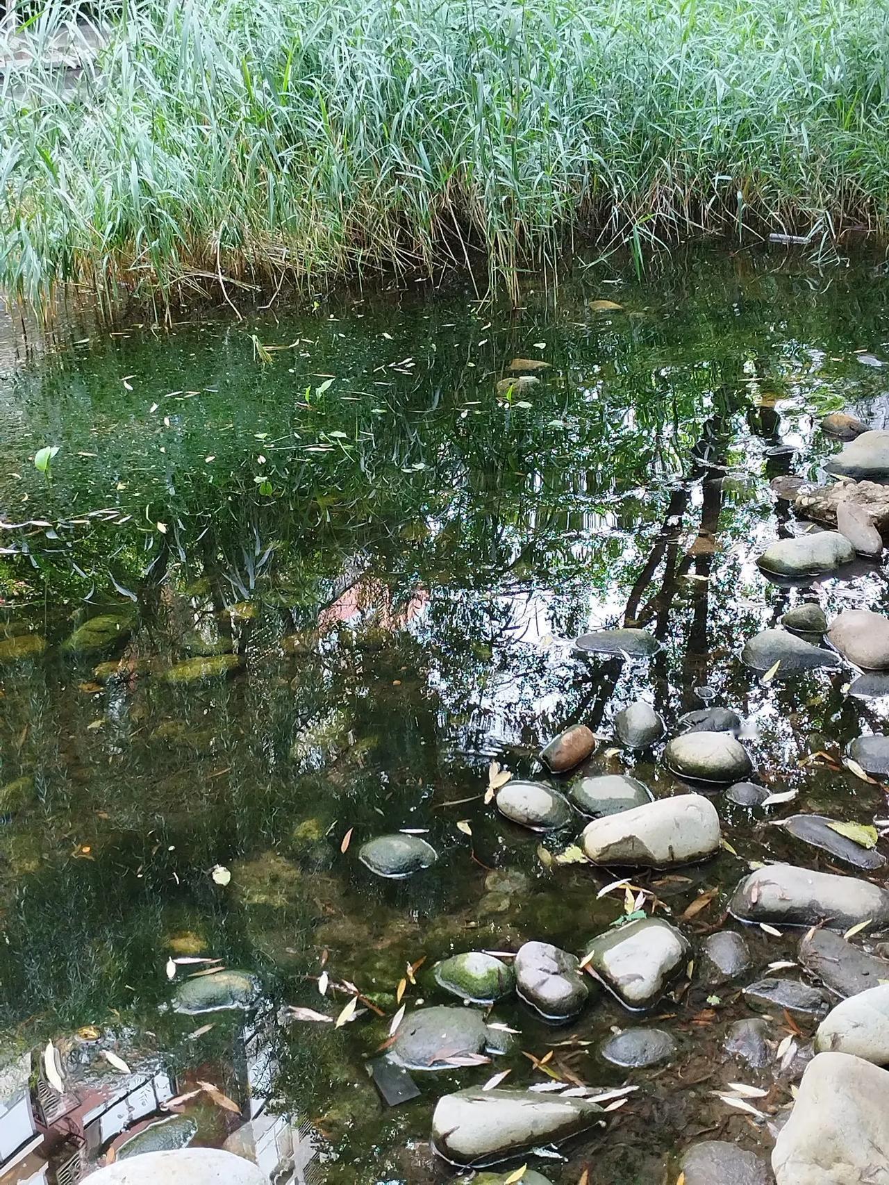 浣溪沙   秋音
云淡天高唱雁鸿，陌阡草棘噪鸣虫，凉蝉树上叹西风。
沃野稻田波浪