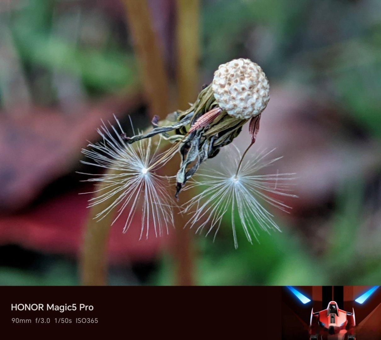 蒲公英的每一粒种子，都是写给远方的信。它们带着母体的温度，乘风而去，在未知的土地