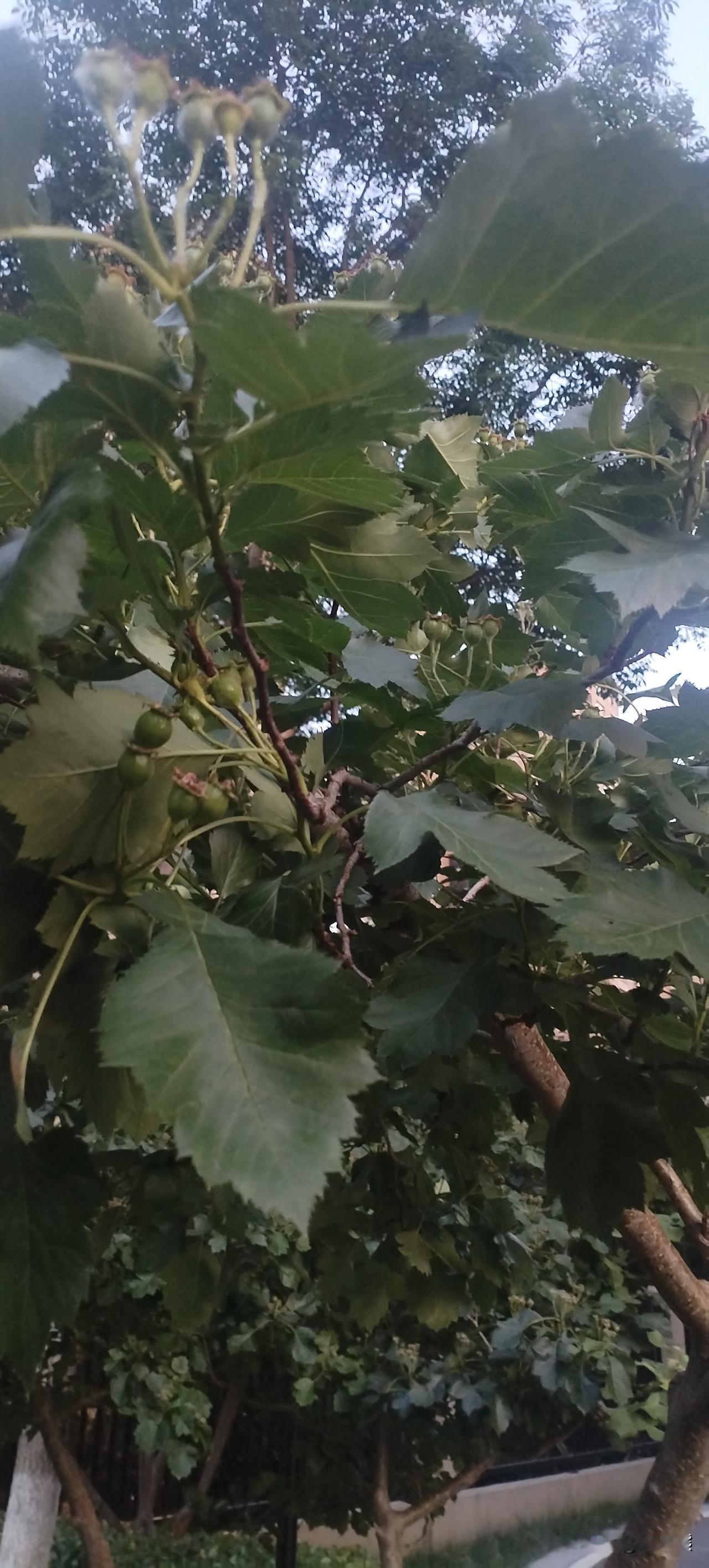 不知不觉夏天已经到来了！

今天明显感觉很热了，穿长袖和长裤馒头大汗的，街上已经