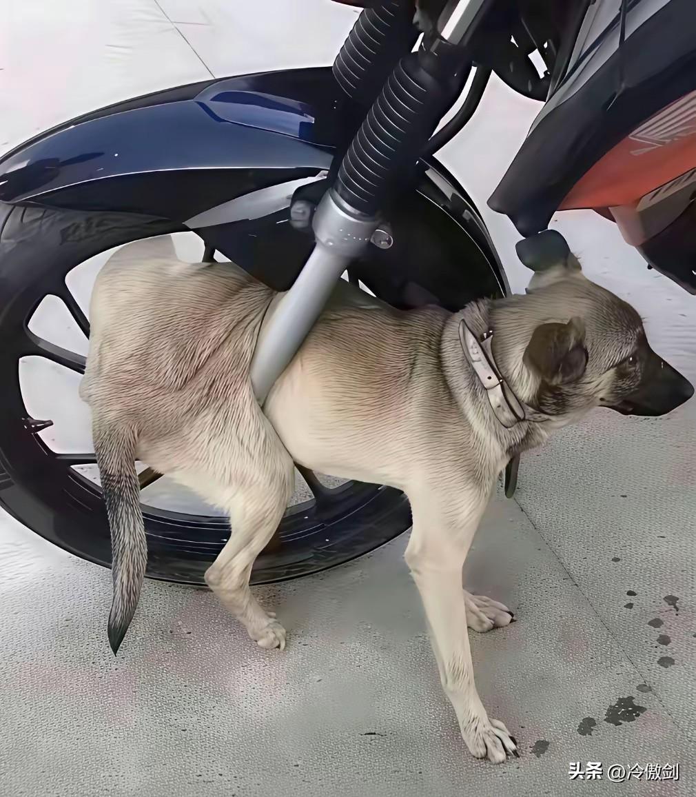 只能拆车救狗了吧？

这样撞进去，估计小狗骨头都断了不少，最好的办法就是先拆车，