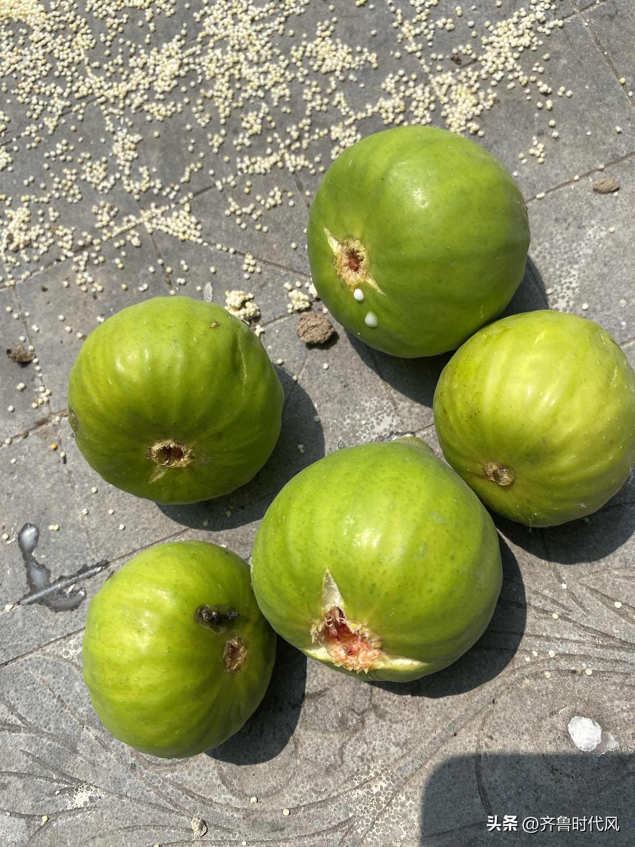 我家小院的无花果和葡萄马上要成熟啦，想想就开心！种这俩可没少让我操心。之前不懂，
