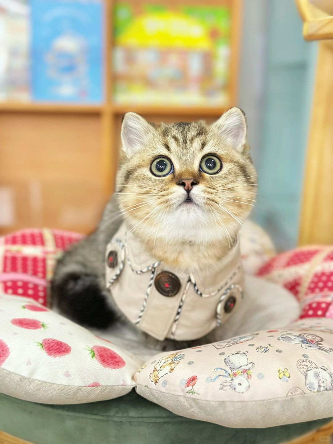 从小脑袋就大大的很安心 金虎斑矮脚猫