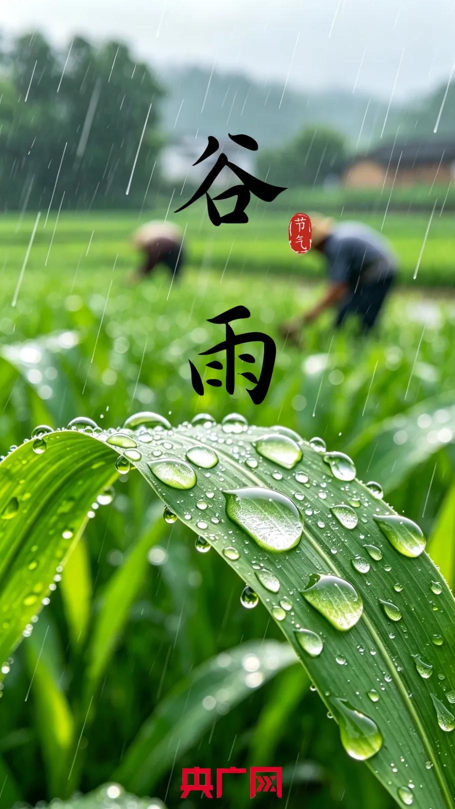 谷雨的含义
       今天是谷雨节气，光听名字便诗意盎然。“谷”指谷类作物，