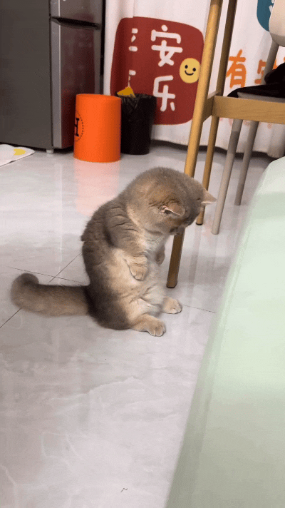 咱这蓝金渐层也太逗了！突然直愣愣站起来，低头盯着自己的小爪子瞅个不停，那模样跟犯