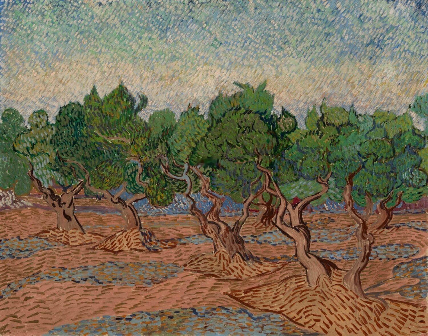 梵高博物馆藏 梵高1889年《橄榄园》 